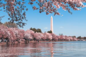 1 1 Cherry Blossom Trees Sakura Washington DC USA