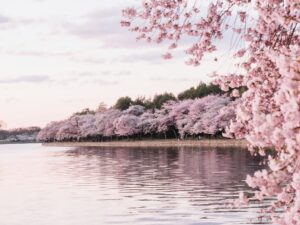 1 Cherry Blossom Trees Sakura Washington DC USA