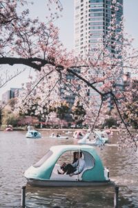 10 Cherry Blossom Trees Sakura Ueno Park, Tokyo, Japan