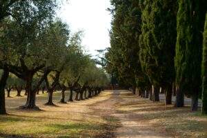 10 Mediterranean Garden Landscape Aesthetic, Via Appia Antica, Rome, Italy