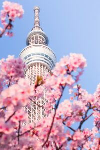 11 Cherry Blossom Trees Sakura Tokyo, Japan