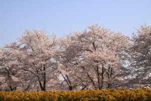 12 Cherry Blossom Trees Sakura Japan