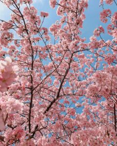 13 Cherry Blossom Trees Sakura Japan