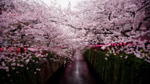 14 Cherry Blossom Trees Sakura Tokyo Japan