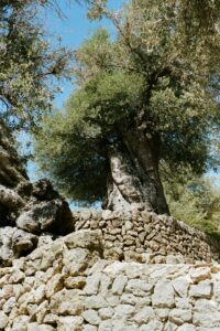 14 Spanish Countryside Aesthetic Landscape, Olive Tree, Valldemosa, Mallorca, Spain