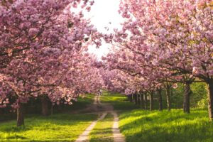 15 Cherry Blossom Trees Sakura Mauerweg, Berlin, Germany