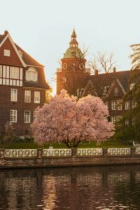 16 Cherry Blossom Trees Sakura Eppendorf, Hamburg, Germany