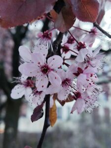 17 Cherry Blossom Trees Sakura Berlin, Germany