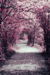 18 Cherry Blossom Trees Sakura Kontich Kazerne, Belgium