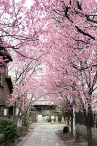 19 Cherry Blossom Trees Sakura Tokyo, Japan