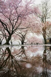 2 Cherry Blossom Trees Sakura Philadelphia USA
