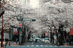 20 Cherry Blossom Trees Sakura Kyoto, Japan