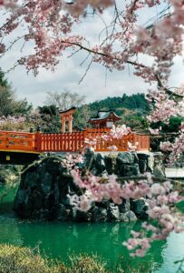 21 Cherry Blossom Trees Sakura Osaka, Japan