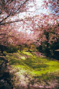 22 Cherry Blossom Trees Sakura Berlin, Germany
