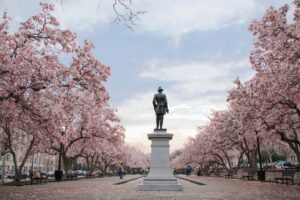 24 Cherry Blossom Trees Sakura, Washington DC, USA