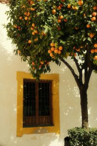 24 Mediterranean Garden Landscape Aesthetic, Orange Tree, Spain