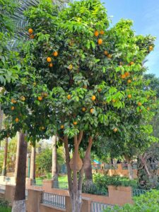 25 Mediterranean Garden Landscape Aesthetic, Orange Tree, Taroudant, Morocco