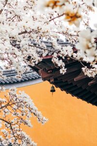 26 Cherry Blossom Trees Sakura, Nanjing City, Jiangsu Province, China
