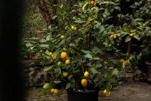 26 Mediterranean Garden Landscape Aesthetic, Potted Lemon Tree, Monte Isola, Brescia, Italy