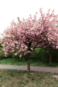 27 Cherry Blossom Trees Sakura, Berlin, Germany