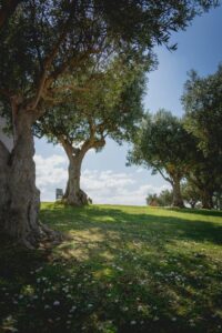 27 Mediterranean Garden Landscape Aesthetic, Olive Trees, Cristo Rei, Almada, Portugal