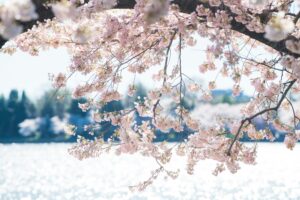 28 Cherry Blossom Trees Sakura, Washington DC, USA