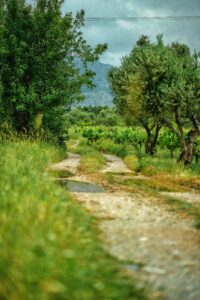 28 Mediterranean Garden Landscape Aesthetic, Olive Trees, Crete, Greece