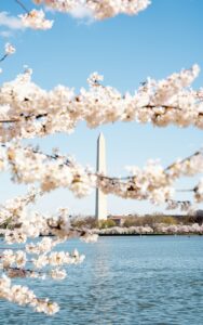 29 Cherry Blossom Trees Sakura, Washington DC, USA