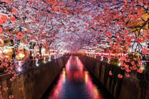 3 Cherry Blossom Trees Sakura Meguro River, Matsuno, Japan