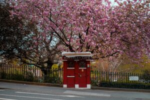 30 Cherry Blossom Trees Sakura, Edinburgh, Scotland, UK