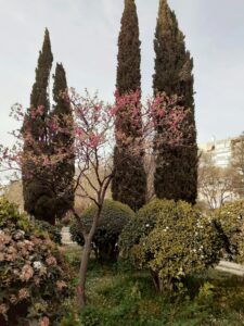 30 Mediterranean Garden Landscape Aesthetic, Split, Croatia
