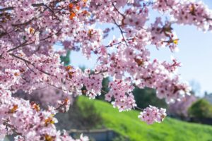 31 Cherry Blossom Trees Sakura, Livermore, California, USA