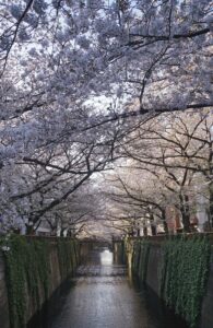 4 Cherry Blossom Trees Sakura Meguro River, Tokyo, Japan