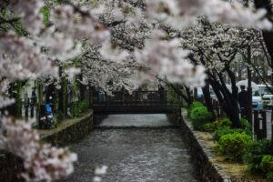 5 Cherry Blossom Trees Sakura Kyoto, Japan