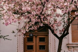 6 Cherry Blossom Trees Sakura Novi Sad, Serbia