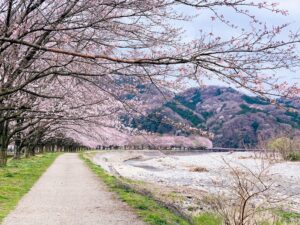 7 Cherry Blossom Trees Sakura Kanuma, Tochigi, Japan