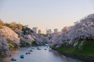 8 Cherry Blossom Trees Sakura Tokyo, Japan