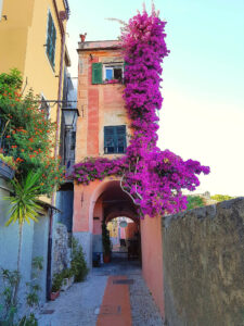 13 Bougainvillea Flowers – Cervo, Liguria, Italy