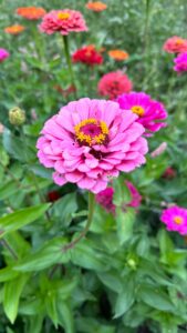 16 Spring Flower Garden Wallpaper Inspiration Idea