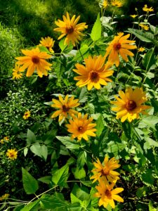 18 Spring Flower Garden Wallpaper Inspiration Idea