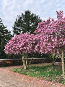2 Spring Flower Garden Wallpaper Inspiration Idea