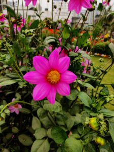 3 Spring Flower Garden Wallpaper Inspiration Idea