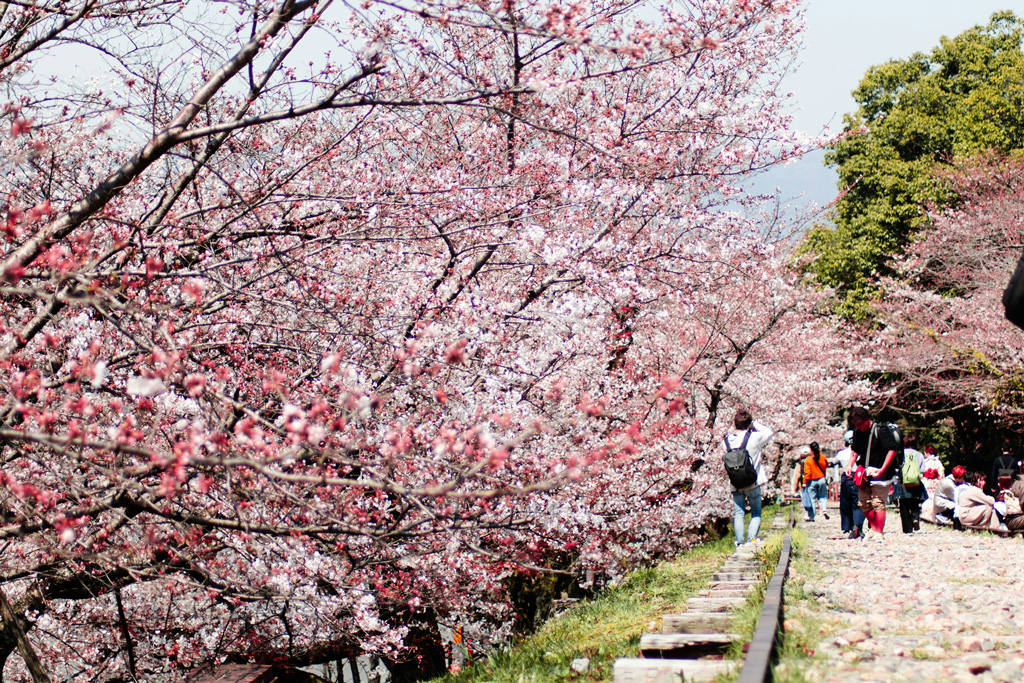7 Kyoto Japan cherry blossoms
