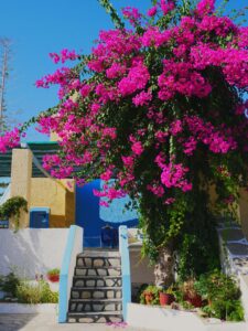 9 Spring Flower Garden Wallpaper Inspiration Idea