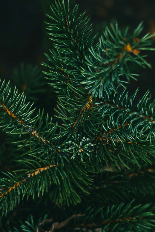 Dark Green Pine Tree 1