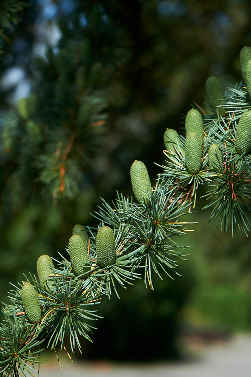 Dark Green Pine Tree 2