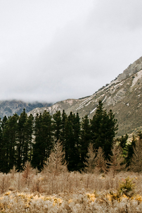 Mountain Pine Trees 1
