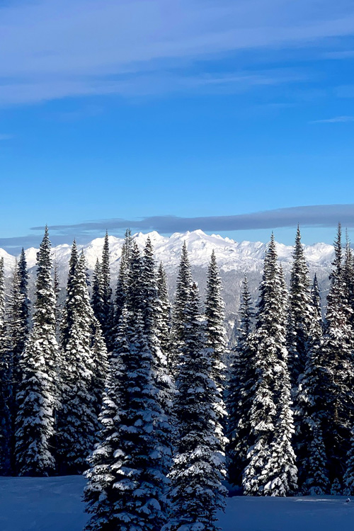 Mountain Pine Trees 2