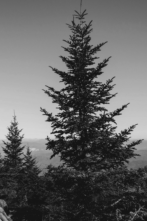 Pine Trees, Black and White 1