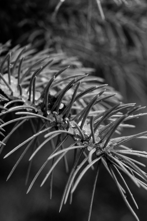 Pine Trees, Black and White 2